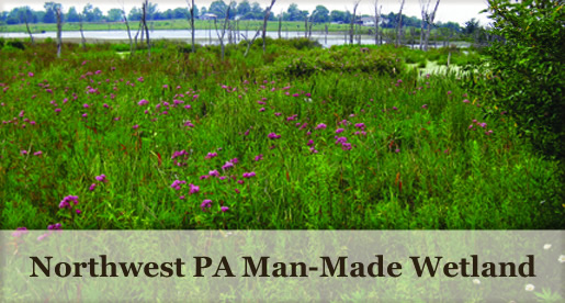 Northwest PA Man-Made Wetland