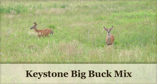 Keystone Big Buck Mix