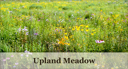 Upland Meadow