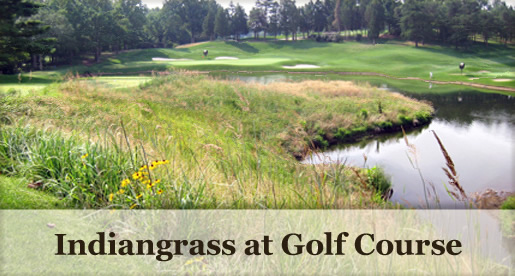Indiangrass at Golf Course