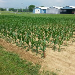 APD 1st Choice Corn Plot 2