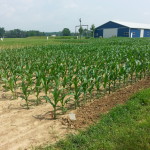 APD 1st Choice Corn Plot 1