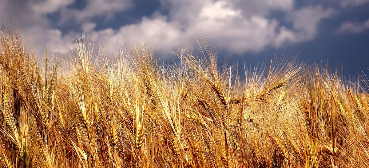 wheat-field-1200